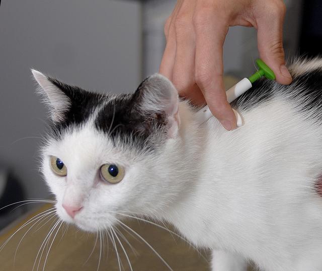 Wilma wird gechipt. Es piekst nur ein bißchen, dann ist der Chip unter der Haut