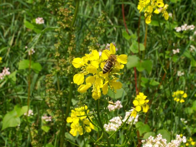 Honigbiene in der Moosburger Straße im Juni bei der Arbeit.