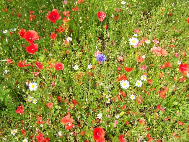 Blütenstand im Juni in der Moosburger Straße.