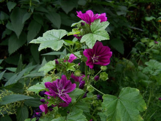 Blütenstand Anfang Oktober.