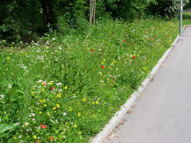 Moosburger Straße wird üppige Bienenweide!