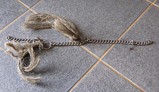 Ins quälende Halsband von Hubert sind Haarbüschel eingewachsen