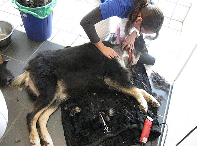 Nur unter Narkose konnte "Hubert" von seinem quälenden Halsband befreit werden (Foto © 2013: Lob)