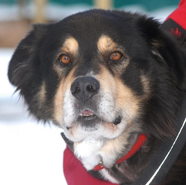 Aus dem anfangs verstörten und ängstlichen Hund ist mittlerweile eine richtige Schmusebacke geworden. (Foto © 2013: Ehrenreich)