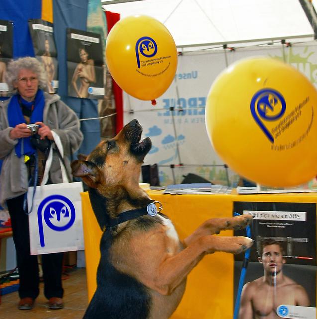 Auch 'Paco' hat sichtlich Gaudi mit den Luftballons am Stand des Tierschutzvereins Pfaffenhofen  (Foto © 2013: Ehrenreich)