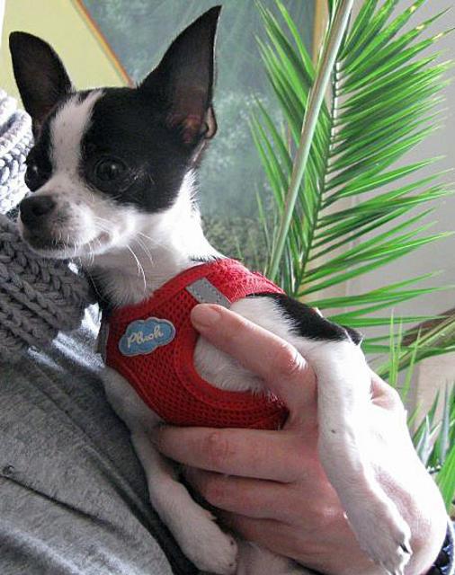Am liebsten würde Sissi zusammen mit einem anderem Chihuahua wohnen, von dem sie etwas lernen kann (Foto ©: Lob)