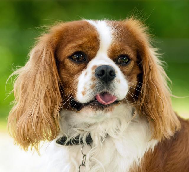 Unser "Hausfotograf" Paul Ehrenreich (er fotografiert unter anderem unsere Homepage, unsere Tier-Postkarten und unsere Jahreskalender) fotografiert an diesem Tag gegen eine Spende zugunsten des Vereins auch Ihren Vierbeiner