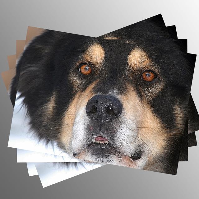 Der Tierschutzverein hat Hubert eine eigene Postkarte gewidmet. Gibt's in der Tierherberge (so lange der Vorrat reicht)