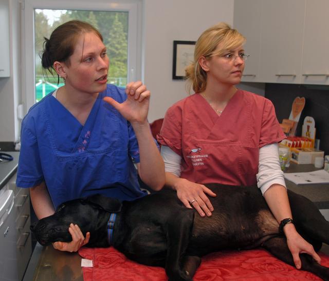 Priska und Lena von unserer Tierarztpraxis Fellner demonstrieren an 'Gipsy' (freischaffender, geduldiger Hund), wie man Blessuren beim Haustier selbst behandelt