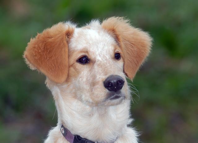 Viele Besucher nutzten die Gelegenheit, ihr Haustier gegen eine Spende zugunsten des Tierheims von Profifotograf Paul Ehrenreich fotografieren zu lassen