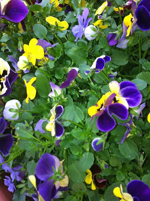 Unsere Lilo hat wieder einmal dafür gesorgt, dass auch die Blumenkübel vorm Haus grünen und blühen. Danke Lilo!