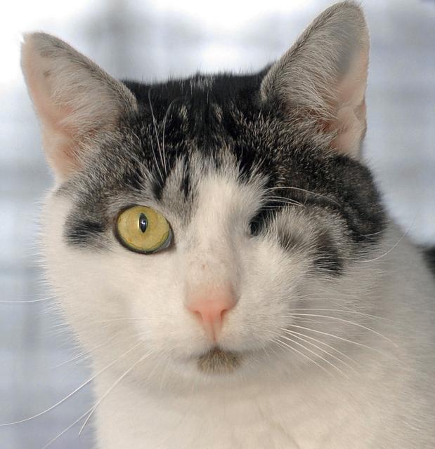Alles Gute! Ihr bisheriger Zimmergenosse und guter Freund, Kater Alois (Foto), freut sich für Ela mit
