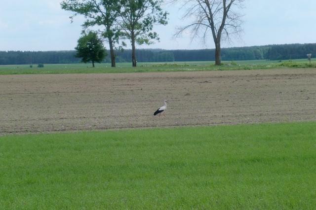 Freilaufender Storch an der Hauptstraße entlang Richtung Grajewo (Polen)