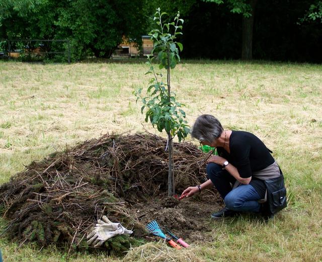 22.06.2013: InterKulturGarten Pfaffenhofen an Ilm: 1. offizielle Pflanzung: Brigitte Beckenbauer gibt eine Handschaufel Erde.