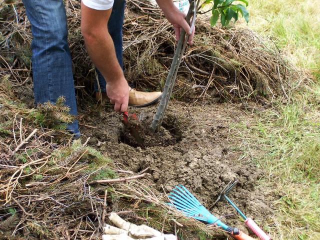 22.06.2013: InterKulturGarten Pfaffenhofen an Ilm: 1. offizielle Pflanzung: Günter Merkl verdichtet die Erde.