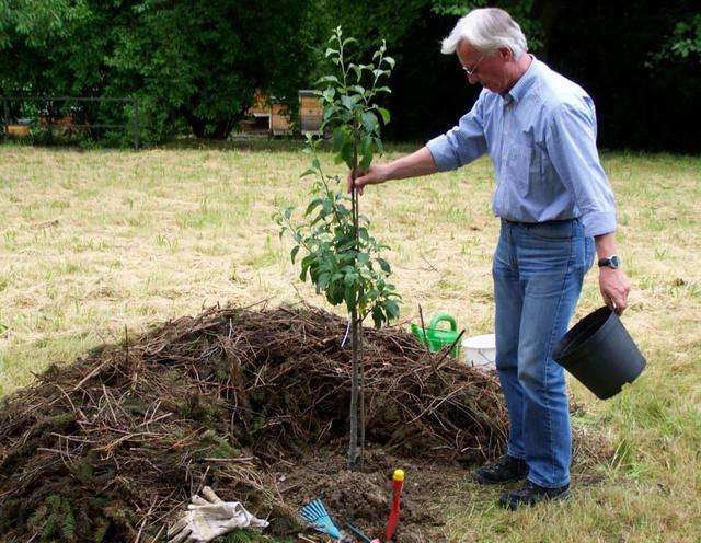 22.06.2013: InterKulturGarten Pfaffenhofen an Ilm: 1. offizielle Pflanzung: Korbiniansapfelbaum: Walter Karl, Geschäftsführer Natur in Pfaffenhofen a. d. Ilm 2017, gebührt die Ehre den Setzling in das Pflanzloch zu setzen.