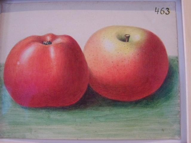 Kassel 2012: dOCUMENTA (13): Eines des etwa postkartengroßen gemalten Apfelbilder von Korbinian Aigner.
