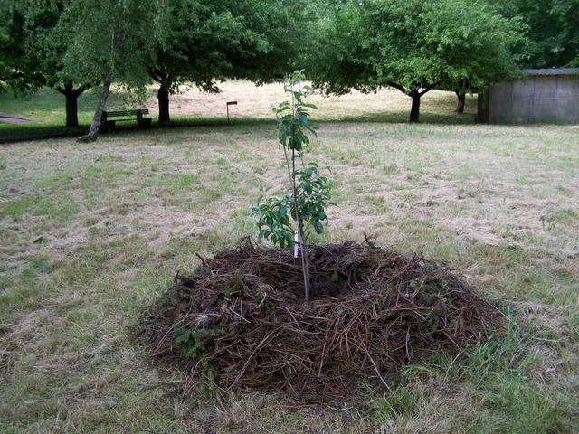 22.06.2013: InterKulturGarten Pfaffenhofen an Ilm: Die 1. offizielle Pflanzung ist ein Korbiniansapfelbaum.