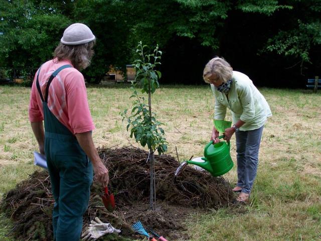 22.06.2013: InterKulturGarten Pfaffenhofen an Ilm: 1. offizielle Pflanzung: Anni Platz gibt den ersten Wasserguß.