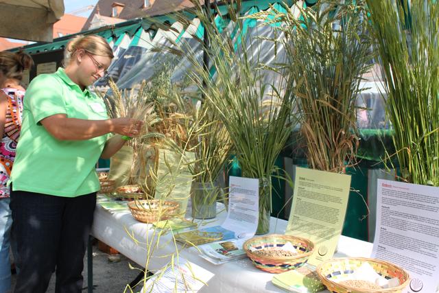 Getreidesorten - eine Ausstellung des Bayerischen Bauernverbandes