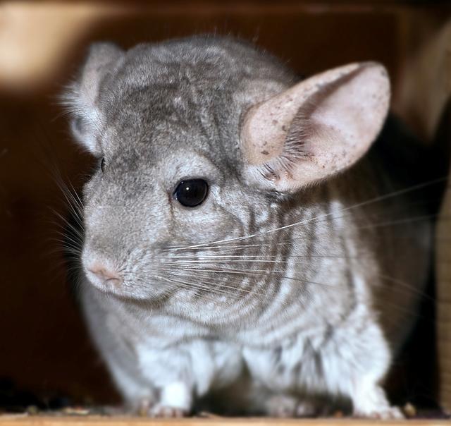 Das Fell von Chinchillas (hier unser "Burli") zählt zu weichsten des gesamten Tierreichs.  So weich und empfindlich, dass sie zum Sandbaden sogar Spezialsand brauchen