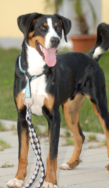 Wer vermißt diesen Hund? Tierherberge Pfaffenhofen und Umgebung e.V., Telefon 08441 / 490 244 (Fotos © 2013: Paul Ehrenreich)