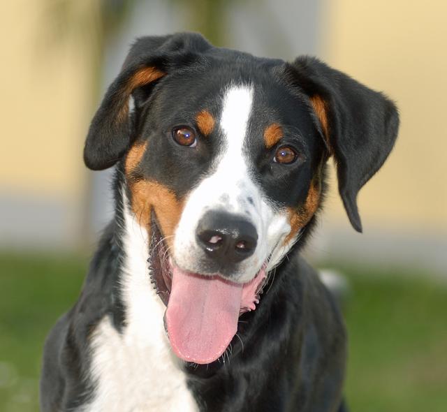 Wer vermißt diesen Hund? Tierherberge Pfaffenhofen und Umgebung e.V., Telefon 08441 / 490 244