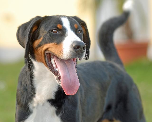 Wer kennt diesen Hund? „Seppi“, wie der Tierschutzverein Pfaffenhofen ihn getauft hat, wurde in der Umgebung von Schweitenkirchen aufgelesen. Er ist ein Schweizer-Sennen-Mischling und dürfte etwa acht Monate alt sein. Falls Sie wissen, woher er stammt oder wem er gehört, rufen Sie bitte an beim Tierschutzverein Pfaffenhofen und Umgebung e.V. 08441 / 490 244