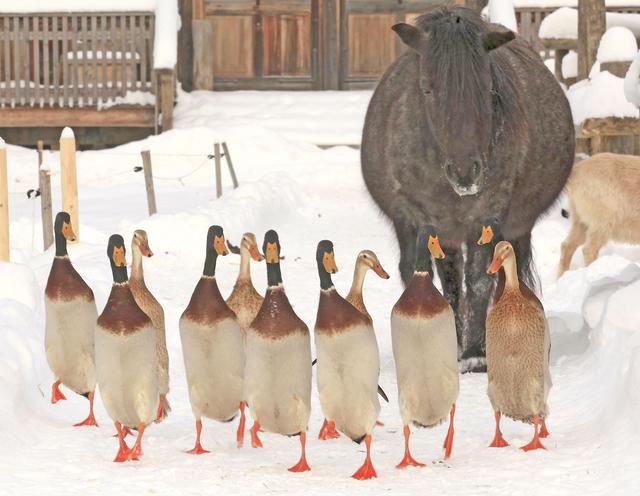 Entenmarsch im Winter-Wunderland (Foto ©: Gut Aiderbichl)