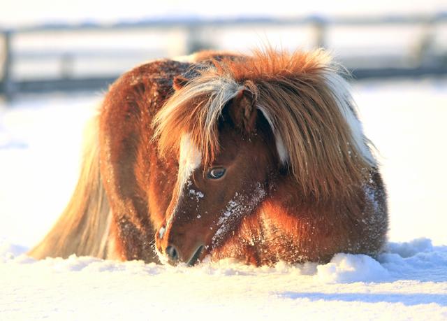 Michael Aufhauser: "Das ist ein Wohlfühl-Weihnachtsmarkt für Mensch und Tier" (Foto ©: Gut Aiderbichl)