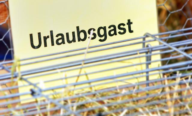 Vor der Reise in die Weihnachtsferien bitte frühzeitig ans Haustier denken! (Foto ©: Tierherberge Pfaffenhofen)