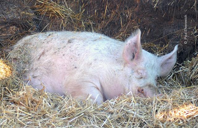 Schwein gehabt. Sie wird ihr Dasein nicht beim Schlachter beenden, sondern kann bis zu ihrem (natürlichen!) Ende frei herumlaufen und – sichtbar glücklich – im Heu dösen (Foto ©: Paul Ehrenreich)