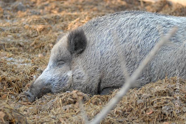 Wenn die Touristen endlich fort sind.     Chill-out in der Abendsonne (Foto ©: Paul Ehrenreich)