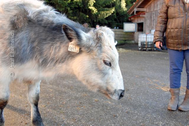 Rechts vor links. Dass freilaufende Tiere den Weg kreuzen ist völlig normal