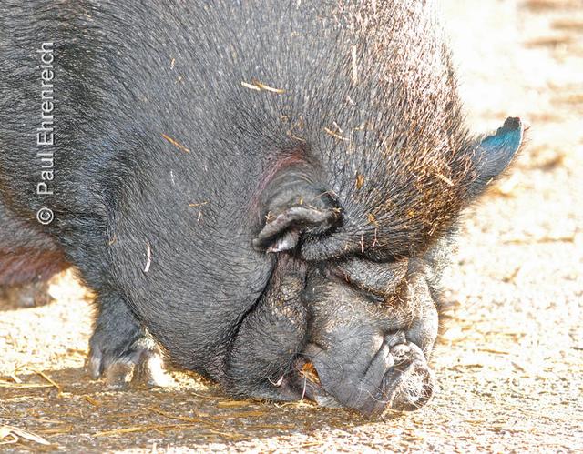 Seine Magersucht hat dieses Hängebauchschwein erkennbar überwunden