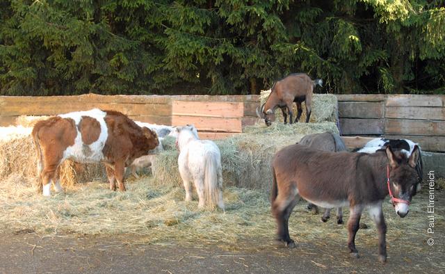 Leben und leben lassen. Ziegen, Esel, Kühe und Pferde leben miteinander und bedienen sich am gleichen Heu-Buffet