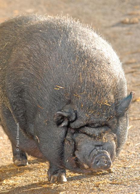 Eine Kampfmaschine bringt sich in Stellung.   Aber hauptsächlich kämpt dieses Hängebauchschwein mit seinem Eigengewicht (Foto ©: Paul Ehrenreich)