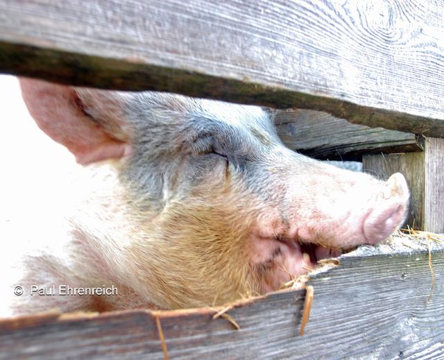 Spielzeug und Knabbermahlzeit, es darf auch mal ein Zaun sein