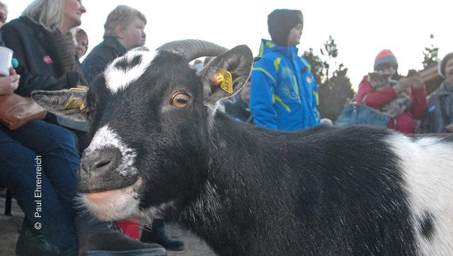 Ist was? Mensch und Tier leben auf Gut Aiderbichl erstaunlich gelassen miteinander