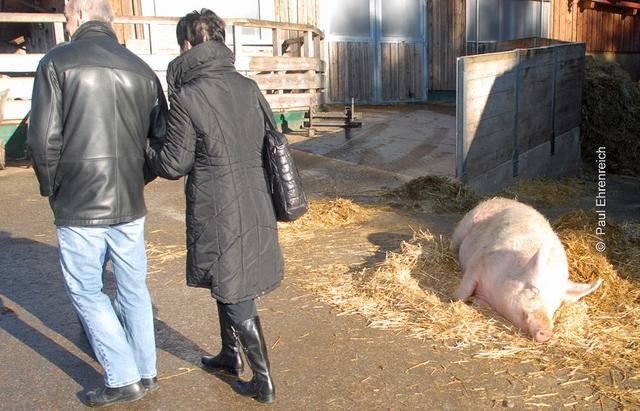 Mensch und Tier. (Das Schwein befindet sich übrigens rechts)