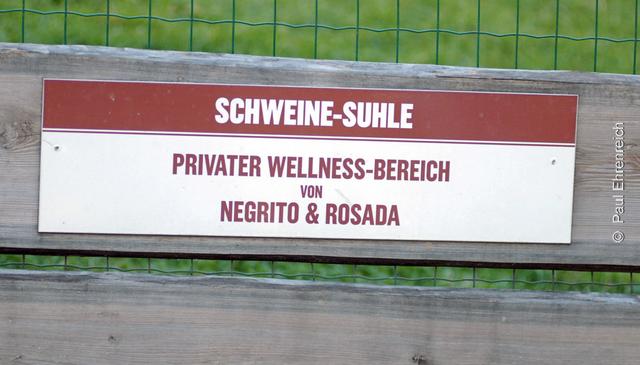 Suhlen fällt heute aus! Wegen Frost ist der Wellness-Bereich im Freien für die  beiden Schweine Negrito und Rosada vorübergehend geschlossen