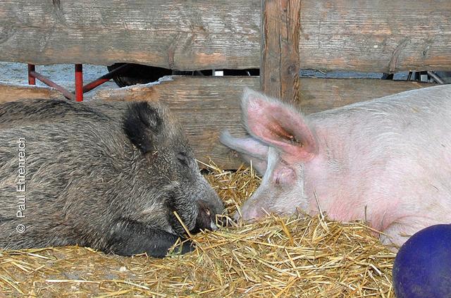 Sie putzen sich sogar gegenseitig die Nase. Wildschwein Mercy (links) und das rosa Hausschwein Quax sind seit Jahren ein verliebtes Paar (Foto ©: Paul Ehrenreich)