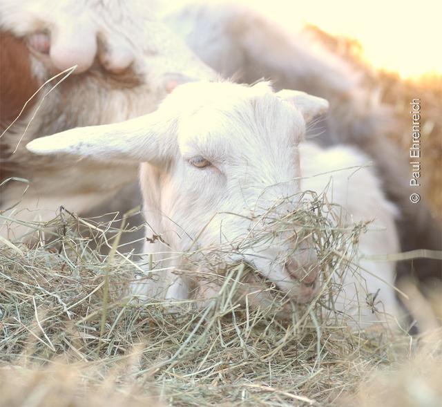 Das Fressen von Heu will geübt sein