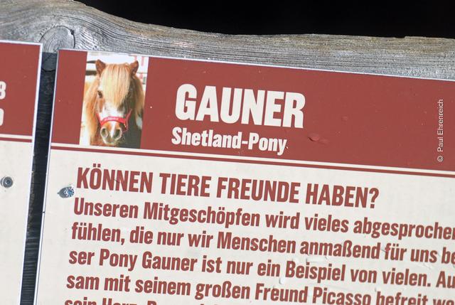 Können Tiere Freunde haben? Was für eine Frage, selbstverständlich!