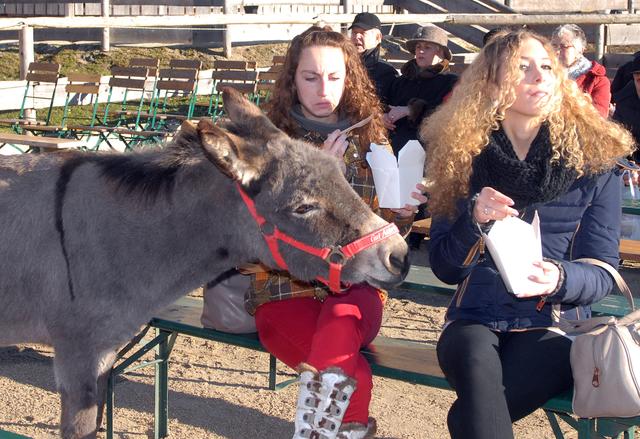 Das Füttern der Tiere ist verboten, ebenso das Betteln um Futter. Die junge Eselin ist über diese Regelung offenkundig nicht informiert