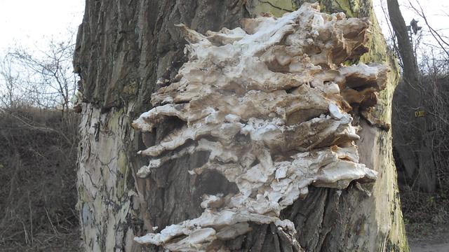 Nicht Schwammerl in die Knie, sondern am Baum