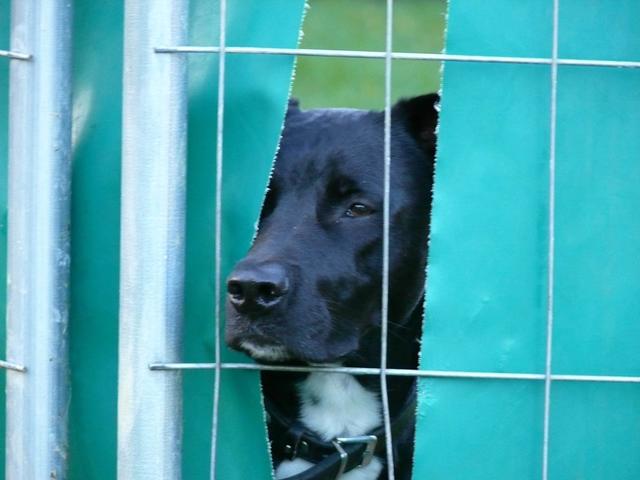 Labrador-Mischling Don beobachtet zwischen den Sprossen des alten Zauns die Aufbau-Arbeiten des neuen Zauns (Foto ©: Hiller)