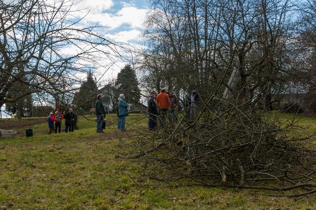 22.02.2014: InterKulturGarten Pfaffenhofen an der Ilm: Baumschnittkurs mit Klaus Mächler vom Obst- und Gartenbauverein. Nach dem Vitalisierungschnitt.