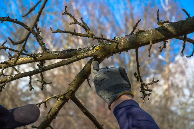 22.02.2014: InterKulturGarten Pfaffenhofen an der Ilm: Baumschnittkurs mit Klaus Mächler vom Obst- und Gartenbauverein, der hier auf den Astring zeigt. Genau unterhalb sollte geschnitten werden.