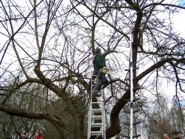 22.02.2014: InterKulturGarten Pfaffenhofen an der Ilm: Baumschnittkurs mit Klaus Mächler vom Obst- und Gartenbauverein. Auf der Leiter und an der Kettensäge Konrad Bayerl.